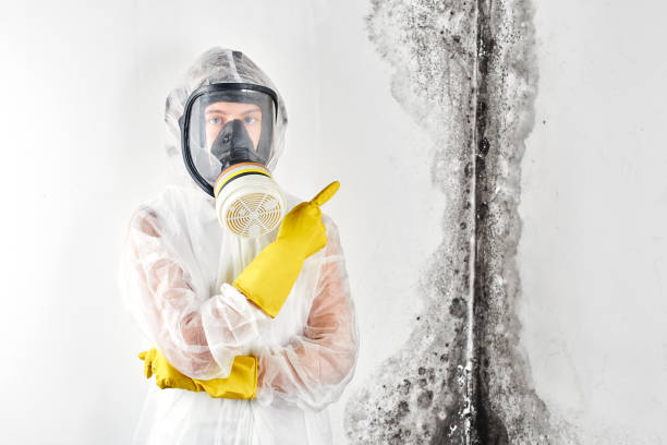 Best Water Damage & Mold Remediation  in Discovery Harbour, HI