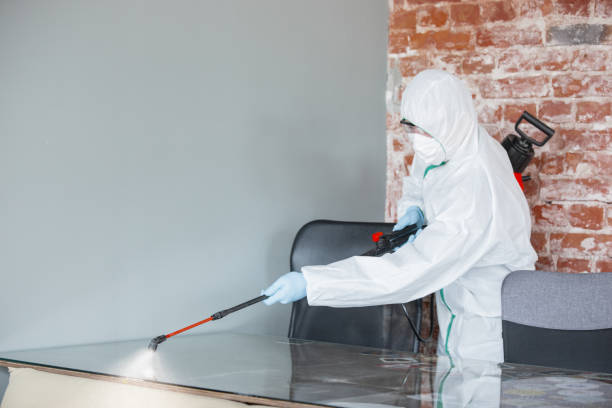 Best Attic Mold Removal  in Discovery Harbour, HI