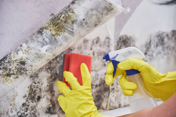 Why You Should Choose Our Mold Remediation Services in Discovery Harbour, HI